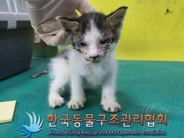 한국동물구조관리협회_441409202301416